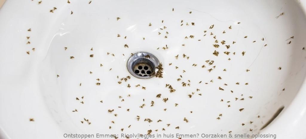 Rioolvliegjes in huis Emmen? Oorzaken en snelle oplossingen
